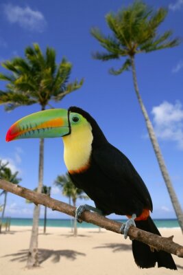 Paysage tropical avec un toucan