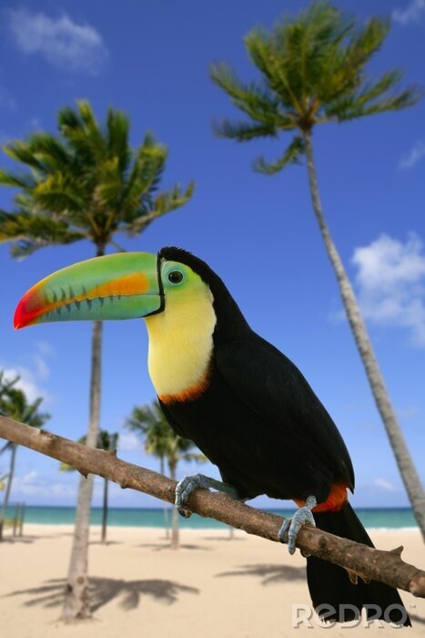 Papier peint  Paysage tropical avec un toucan
