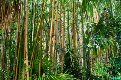 Papier peint  Paysage tropical de forêt de bambous