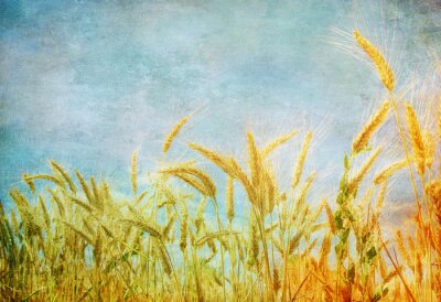 Papier peint  Paysage vieilli champ de blé