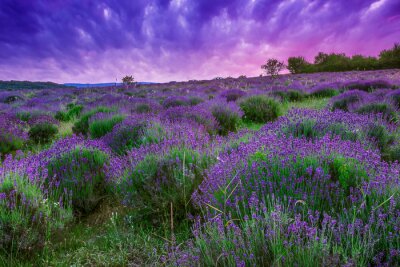 Paysage violet avec un champ
