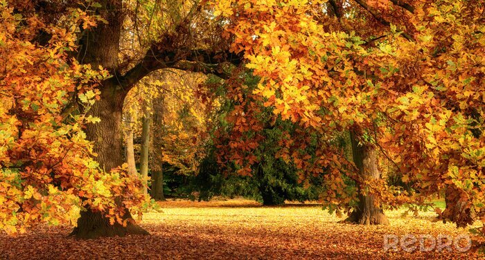 Papier peint  Paysages d'automne avec un magnifique chêne