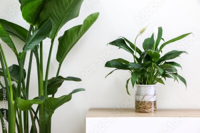 Papier peint  Peace Lily indoor houseplant (otherwise known as Spathiphyllum wallisii, White Sails, Spathe Flower) and a Giant White Bird of Paradise Plant (Strelitzia nicolai) decorating healthy home interior