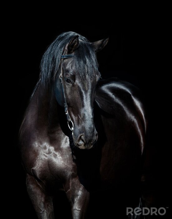 Papier peint  Pelage de cheval luisant