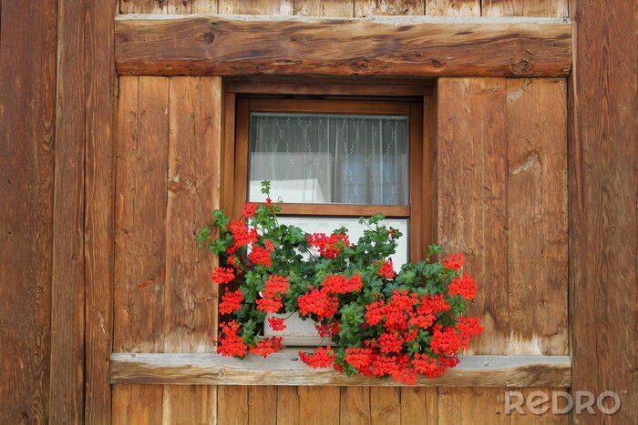 Papier peint  Pélargoniums sur le rebord d'une fenêtre