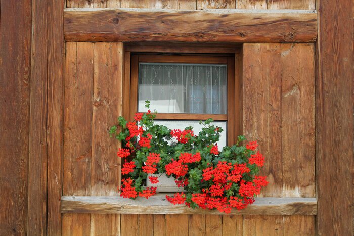 Papier peint  Pélargoniums sur le rebord d'une fenêtre
