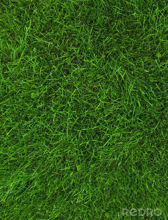 Papier peint  Pelouse verte d'un stade