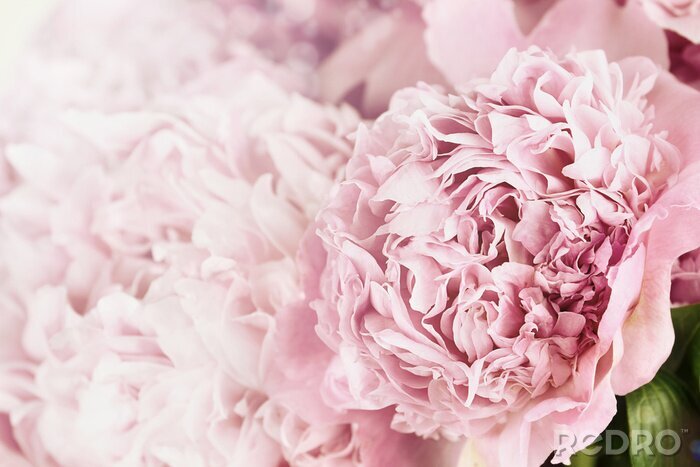 Papier peint  Peonies et lumière du soleil