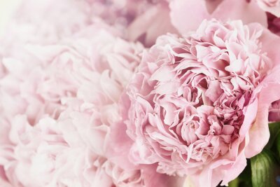 Papier peint  Peonies et lumière du soleil