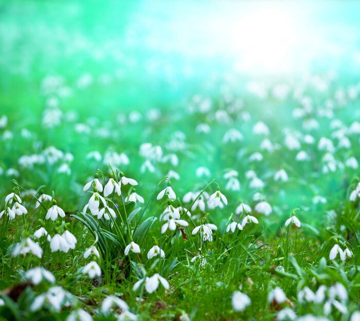 Papier peint  Perce-neige dans la nature