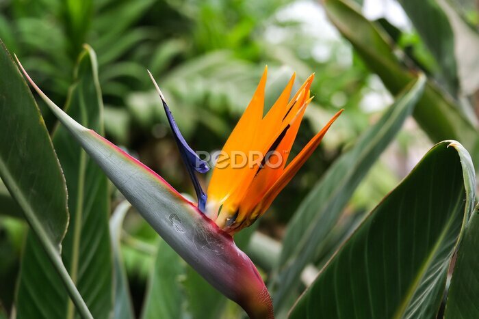 Papier peint  Perennial ornamental plant Strelitzia royal (lat. - Strelitzia reginae)