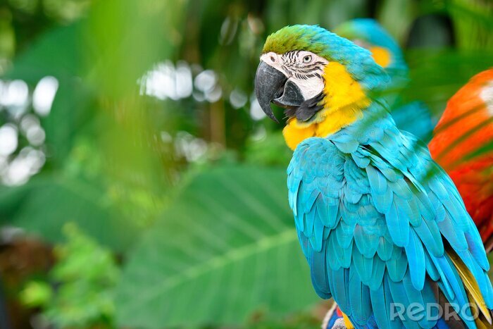 Papier peint  Perroquet coloré assis sur un arbre