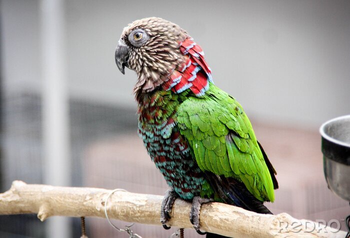 Papier peint  Perroquet colorée dans une cage