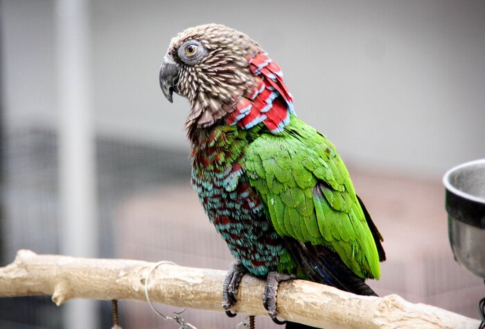 Papier peint  Perroquet colorée dans une cage