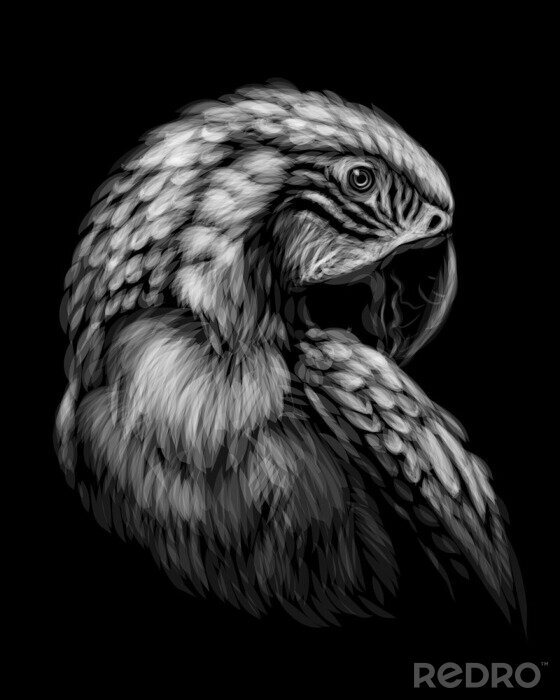 Papier peint  Perroquet sur fond noir isolé