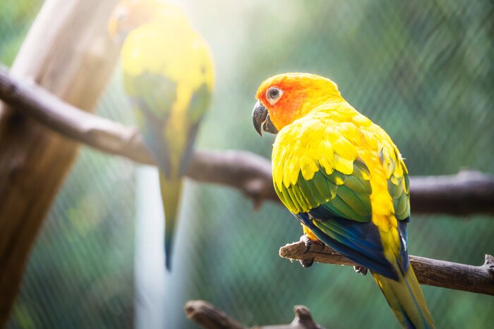 Papier peint  Perroquet sur un fond flou