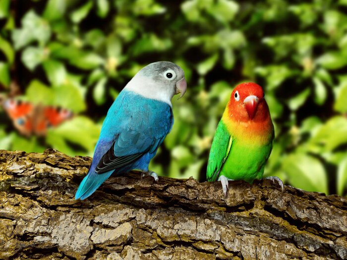 Papier peint  Perroquets colorés assis sur un arbre