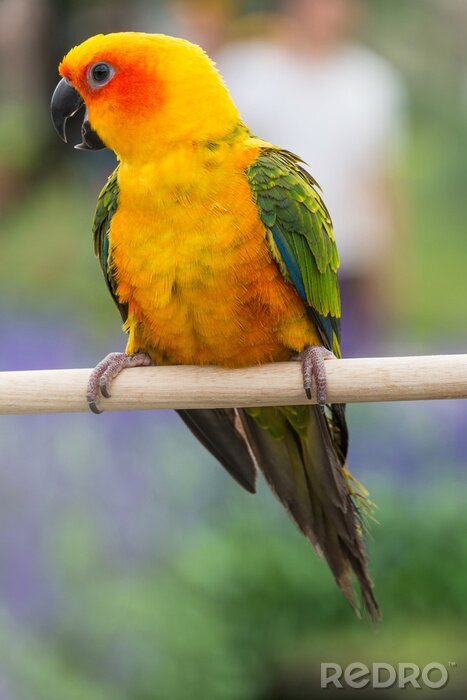 Papier peint  Perruche orange dans une cage