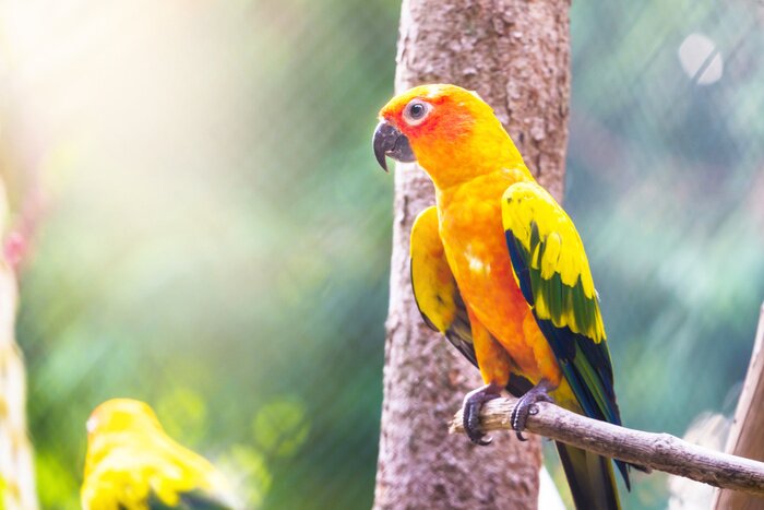 Papier peint  Perruche sur un fond flou