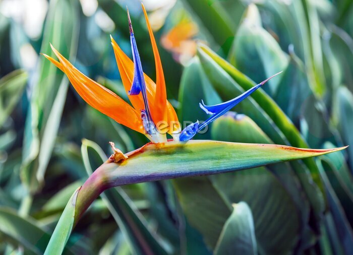 Papier peint  pétale orange fleur strelitzia - oiseau africain de paradis tropical