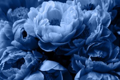 Papier peint  Pétales bleus de fleurs de pivoine