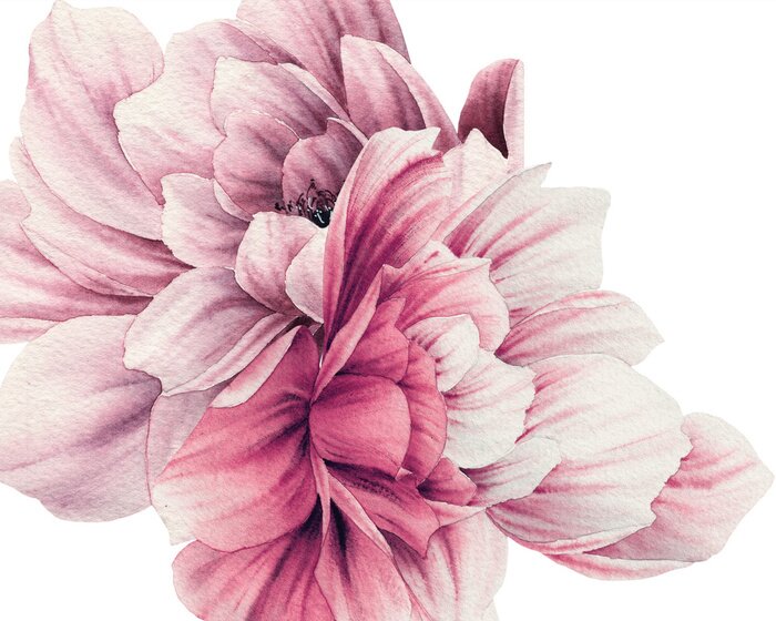 Papier peint  Pétales d'aquarelle d'une pivoine rose