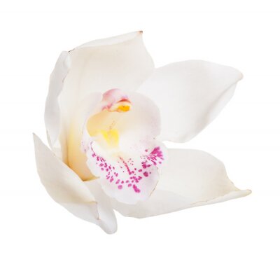 Papier peint  Pétales d'orchidées blancs version macro