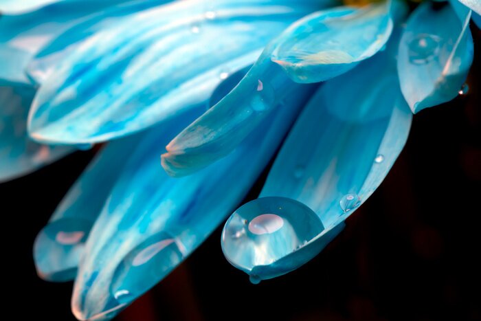 Papier peint  Pétales de fleur et gouttes d'eau