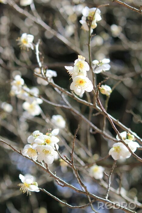 Papier peint  Pétales de fleurs blanches sur l'arbre