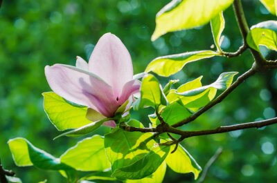 Pétales de magnolia au milieu des feuilles