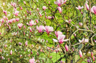 Pétales de magnolia sur fond de jardin