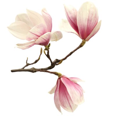 Pétales de magnolias roses sur la branche