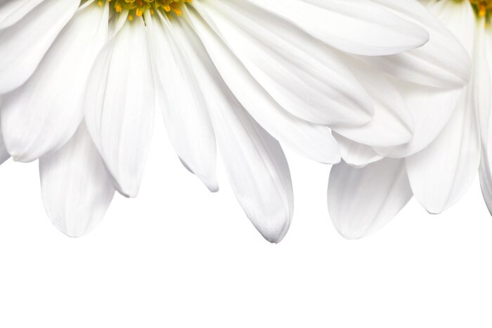 Papier peint  Pétales de pâquerettes en rapproché