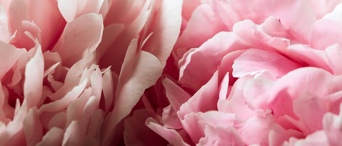 Papier peint  Pétales de pivoines gros plan