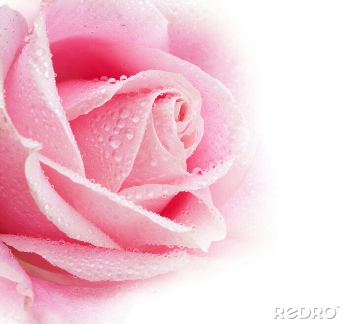 Papier peint  Pétales de rose couleur rose sur fond blanc