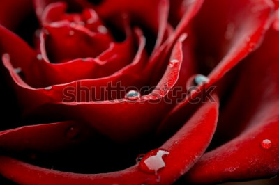 Papier peint  Pétales de rose rouges avec des gouttes
