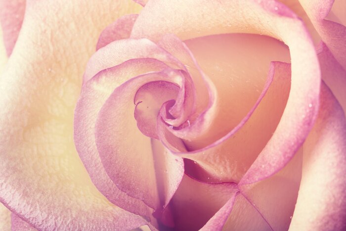 Papier peint  Pétales de rose tendres