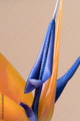 Papier peint  Pétales de Strelitzia reginae, fleur d'oiseau de paradis