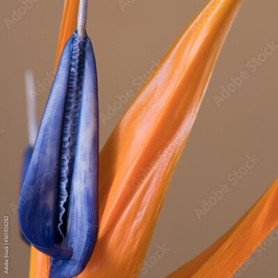 Papier peint  Pétales de Strelitzia reginae, fleur d'oiseau de paradis