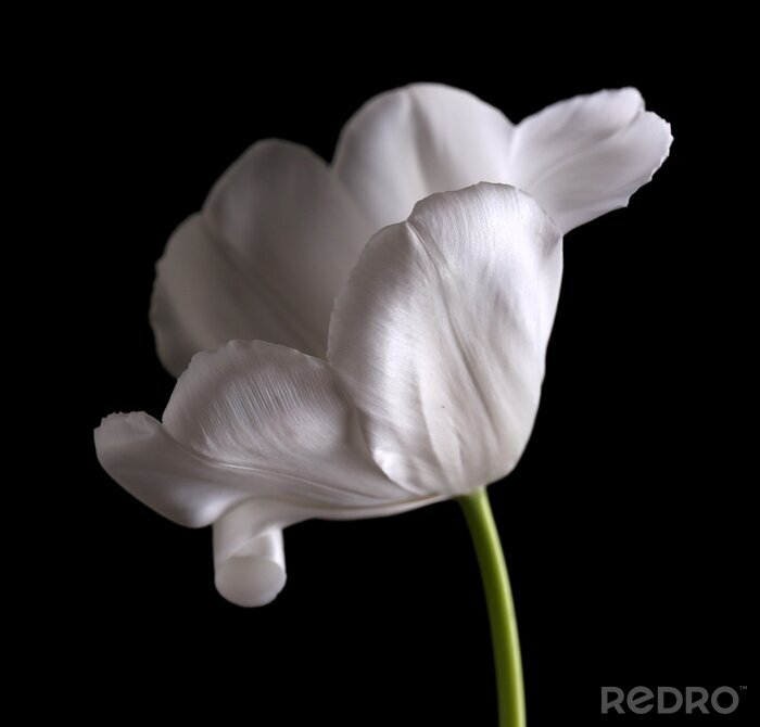 Papier peint  Pétales de tulipe blanche sur fond noir