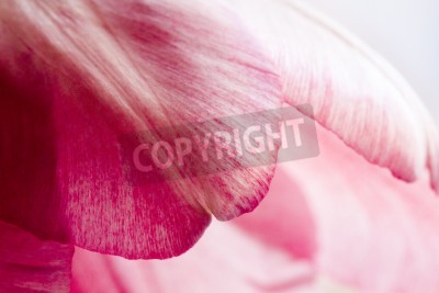 Papier peint  Pétales de tulipe gros plan