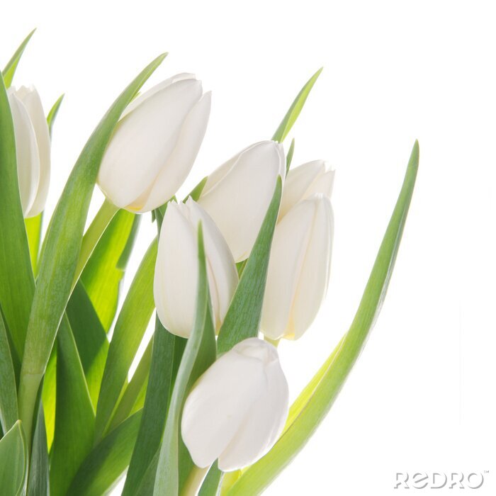 Papier peint  Pétales de tulipes blanches