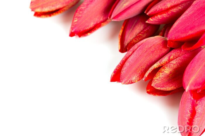 Papier peint  Pétales de tulipes rouges