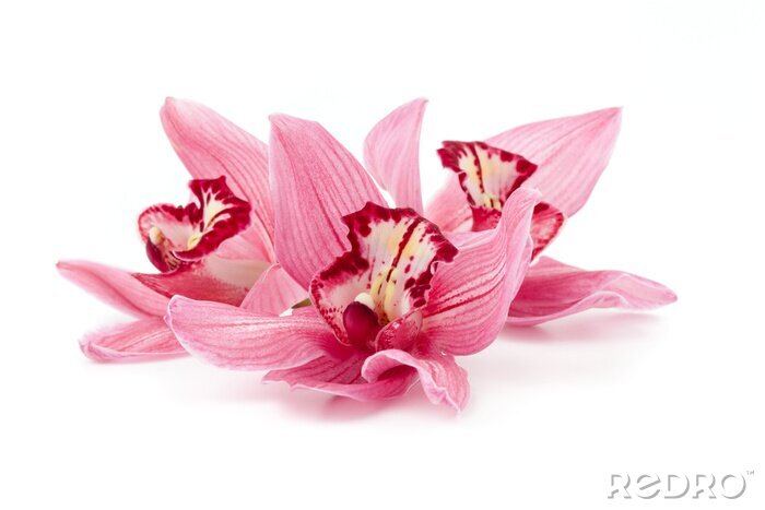 Papier peint  Pétales orchidée rose