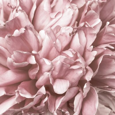 Pétales roses d'une fleur de pivoine en gros plan