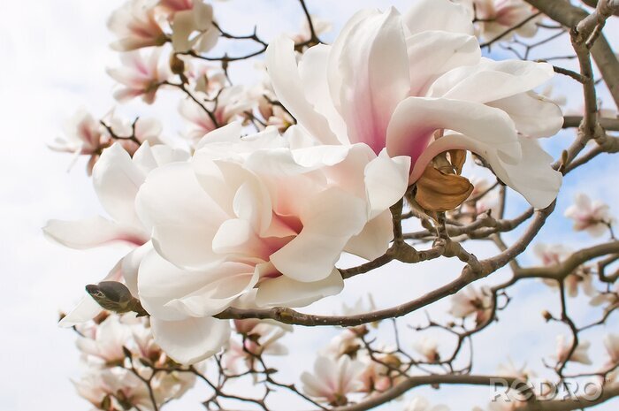 Papier peint  Pétales subtils de magnolias sur les branches