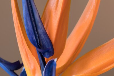 Papier peint  Petals of Strelitzia reginae, Bird of Paradise flower