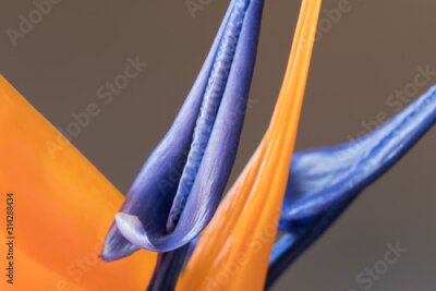 Papier peint  Petals of Strelitzia reginae, Bird of Paradise flower