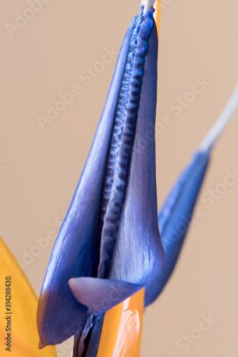 Papier peint  Petals of Strelitzia reginae, Bird of Paradise flower