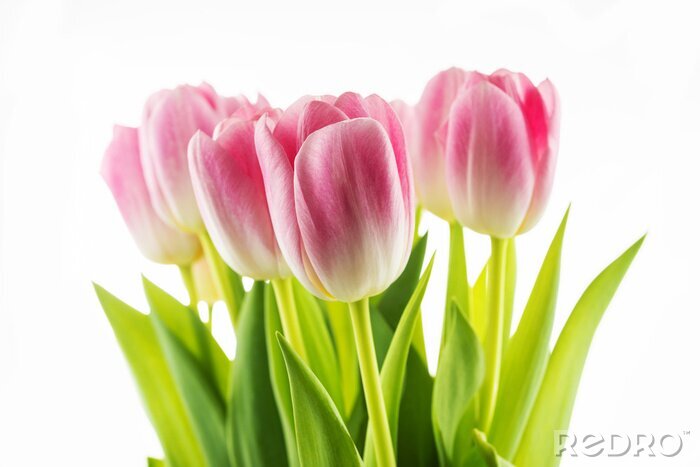 Papier peint  Petit bouquet de tulipes